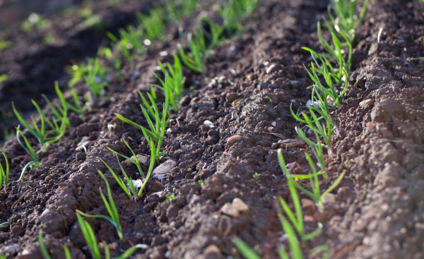 春天种大蒜的方法和时间
