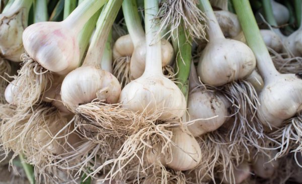 春天种大蒜的方法和时间