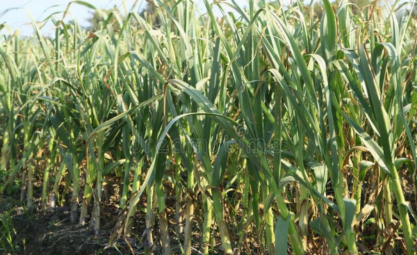 春天种大蒜的方法和时间