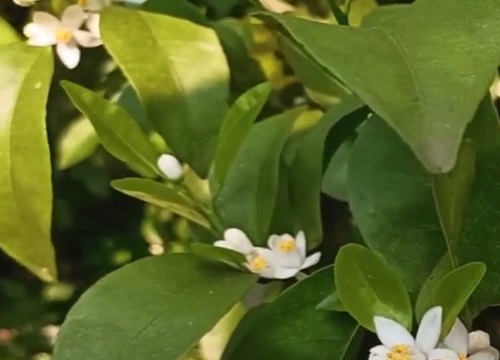 桔子树什么时候开花