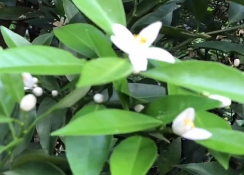 桔子树什么时候开花