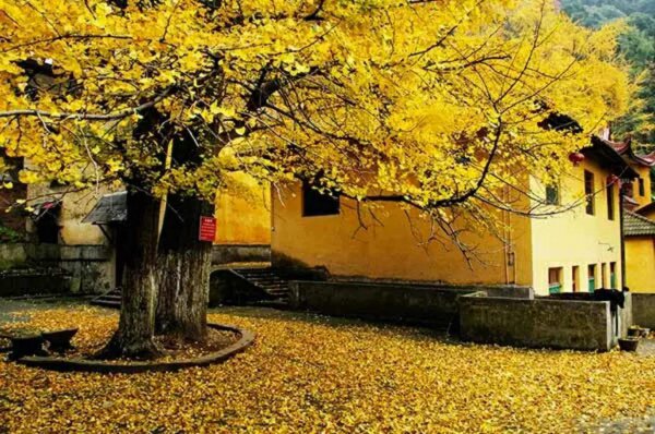 成都周边一日游的最佳地方在哪里