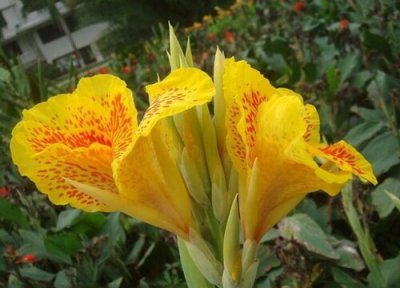 美人蕉是多年生还是一年生 当年种能开花吗