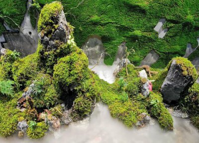 苔藓是植物吗 属于苔藓科苔藓属的植物