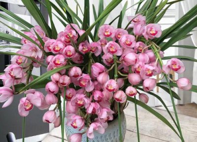 耐寒的大型盆栽植物有哪些 耐寒室内绿植大型盆栽有哪些