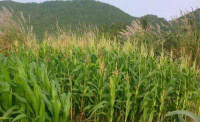 玉米种植每亩地需要多少斤底肥 播种玉米一大亩的底肥量