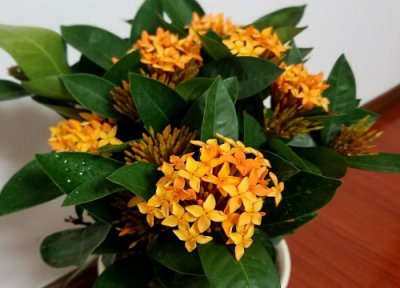 常年开花的室内花卉植物 一年开300天花又好养盆栽