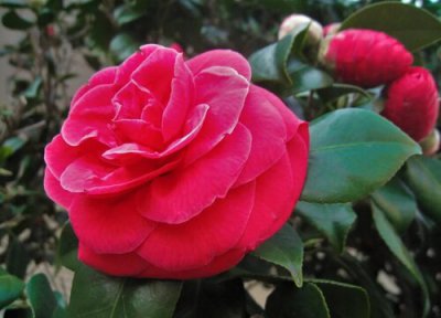 茶花肥害了怎么处理 茶花肥害的症状图片