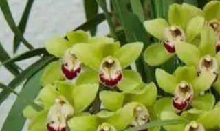 惠兰几月份开花 惠兰什么时候开花