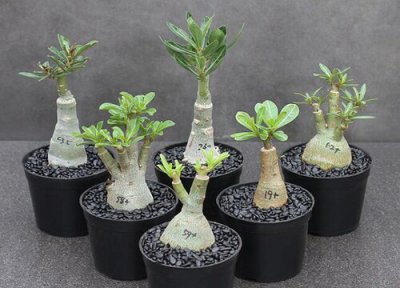 剪枝后的沙漠玫瑰如何养护开花 沙漠玫瑰开花之后需不需要修剪