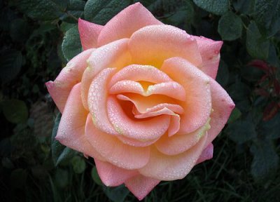 什么花可以扦插生根 春季剪根扦插容易开花的花卉