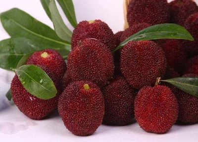 广东杨梅产地 广东杨梅什么时候成熟