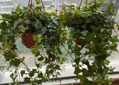 常春藤怎样才能长得旺盛 常春藤养护长得快的方法和技巧