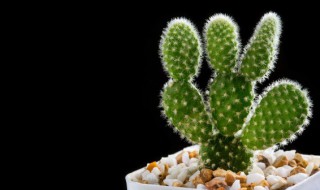 耐热室外植物花卉有哪些 室外耐高温的花卉有哪些