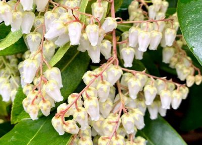 马醉木室内有毒吗 土养马醉木适合放在家里吗