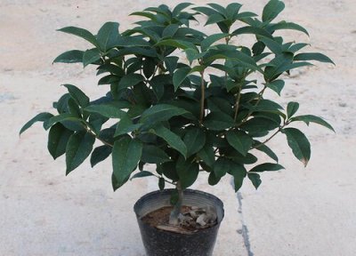 桂花树叶子尖发黑枯萎像烧焦么办 叶尖端发黄变枯焦原因