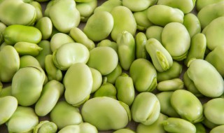 挑选新鲜的蚕豆 蚕豆长什么样子