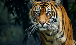 生肖虎2023年感情 2023年生肖虎爱情