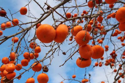 为什么柿子树两三年了不结果 去年结果今年不结果的原因