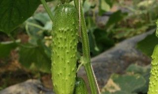 旱黄瓜能生吃吗 旱黄瓜可不可以生吃呢