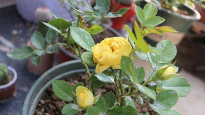 冬天的月季花怎么养好过冬 冬季养护方法和注意事项