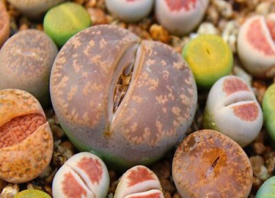 屁股多肉养殖 屁股多肉怎么养