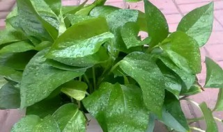 绿萝不长怎么办 绿萝不长如何处理