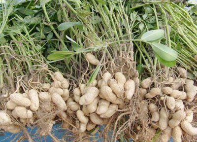 海南花生产地 海南花生什么时候成熟