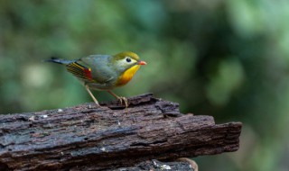 梦见鸟飞到自己身上 睡觉的时候梦见鸟飞到自己身上有啥寓意呢