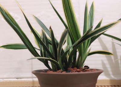 兰花养护和管理的方法及要点 兰花养护过程中一定要避开的雷区