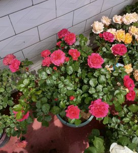 红色达芬奇月季优缺点 红色达芬奇丰花勤花值得拥有