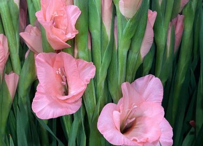 代表女人的花有哪些 象征女性的花卉植物