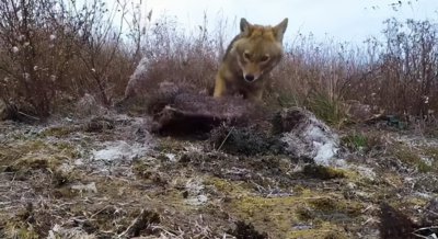 野猪最怕什么东西 号称野猪克星的豺犬群究竟有多厉害