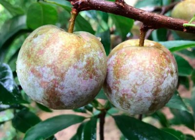 三华李树常见病害 三华李病虫害防治技术与方法措施