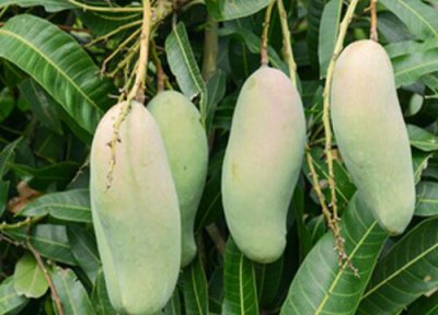 芒果亩产量一般多少斤 种植每亩成本投入与利润