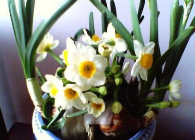 水仙花的花期时间 水仙花花期是什么时候