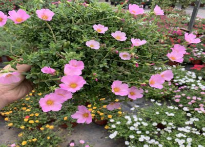 什么花适合种在家里院子 适合院子里种植的花卉植物