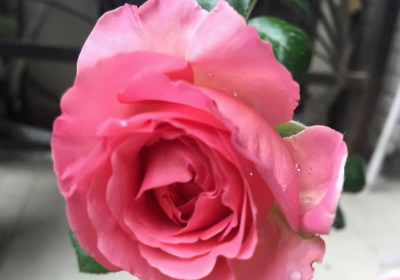 仙王座月季优点 仙王座月季的优缺点