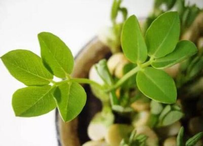 花生几月份开花 花生几月开花几月结果