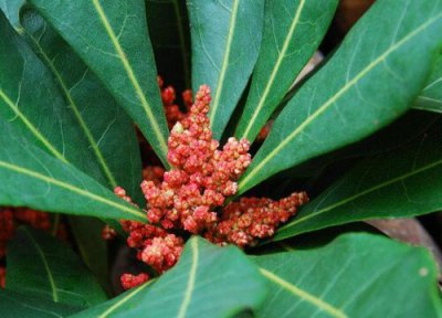 杨梅树开花吗 开的花长什么样子