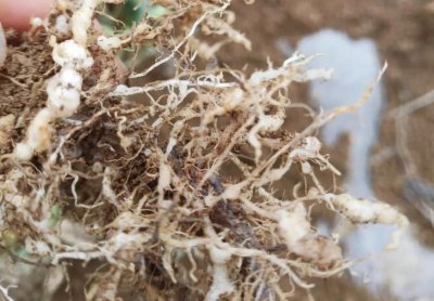 根结线虫用什么治简单彻底 怎样防治根结线虫病最有效