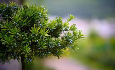 罗汉松寓意和象征风水 院子栽种罗汉松好看又吉祥