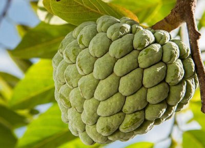 番荔枝催芽方法 番荔枝种子催芽方法