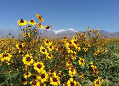 雪菊是热性还是凉性 雪菊属于热性还是凉性