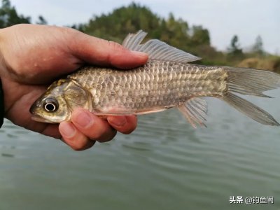野钓鲫鱼用什么漂型的漂合适 钓鲫鱼用哪种形状浮漂好用