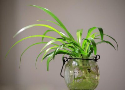 吊兰的叶子为什么会干尖 吊兰总是叶尖干怎么回事