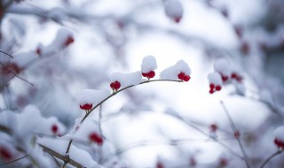 描写下雪的文案 形容立冬下雪的文案短句