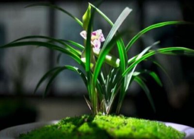 兰花初学者应如何养兰的基本知识 新手养好兰花三个关键