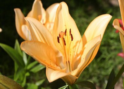 百合是什么花序类型 属于总状花序