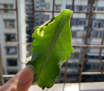 长寿花长白霜怎么回事 长寿花叶上长白霜是啥病